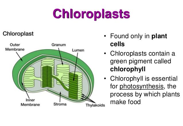 Chloroplast 1 638