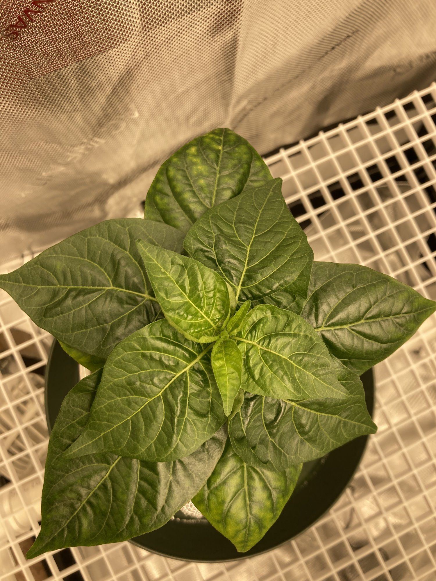 Chlorosis issue with my first grow 3