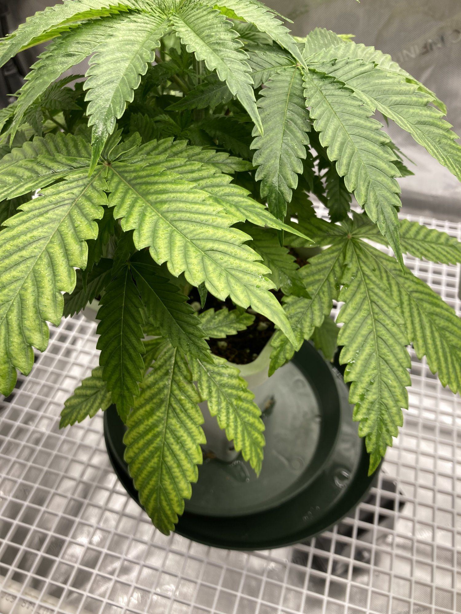 Chlorosis issue with my first grow 6