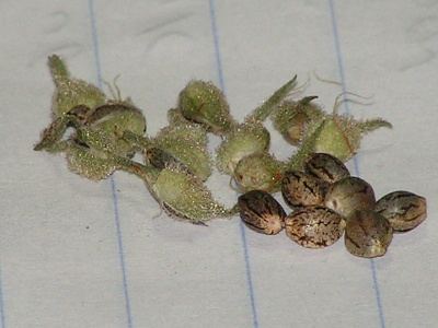 Choc20ban20kush203