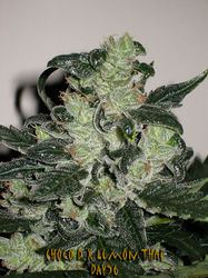 Choco Lemon Diesel