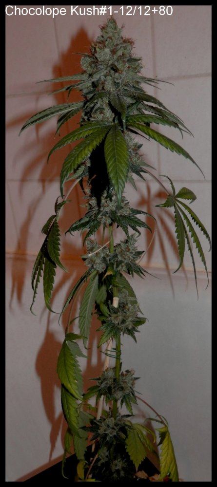 ChocoKush1 80days   1