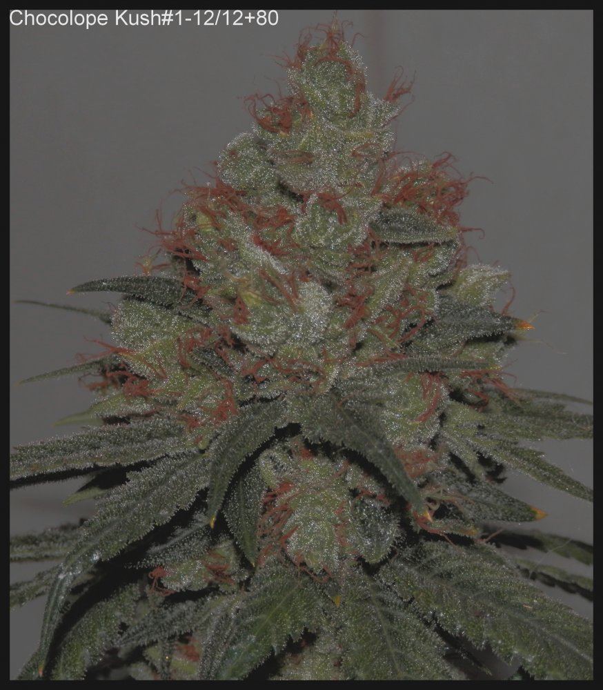 ChocoKush1 80days   2