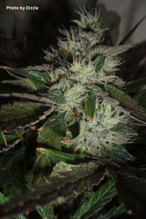 Chocolate Cannacopia Seeds