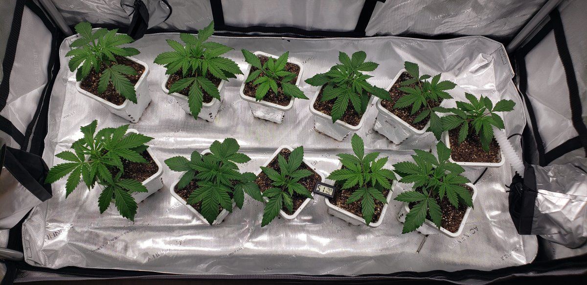 Chocolate hashberry cbd phenohunt looking for best female and male for f seeds 6