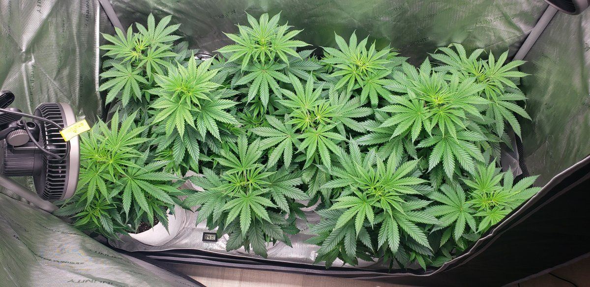 Chocolate hashberry cbd phenohunt looking for best female and male for f seeds 8