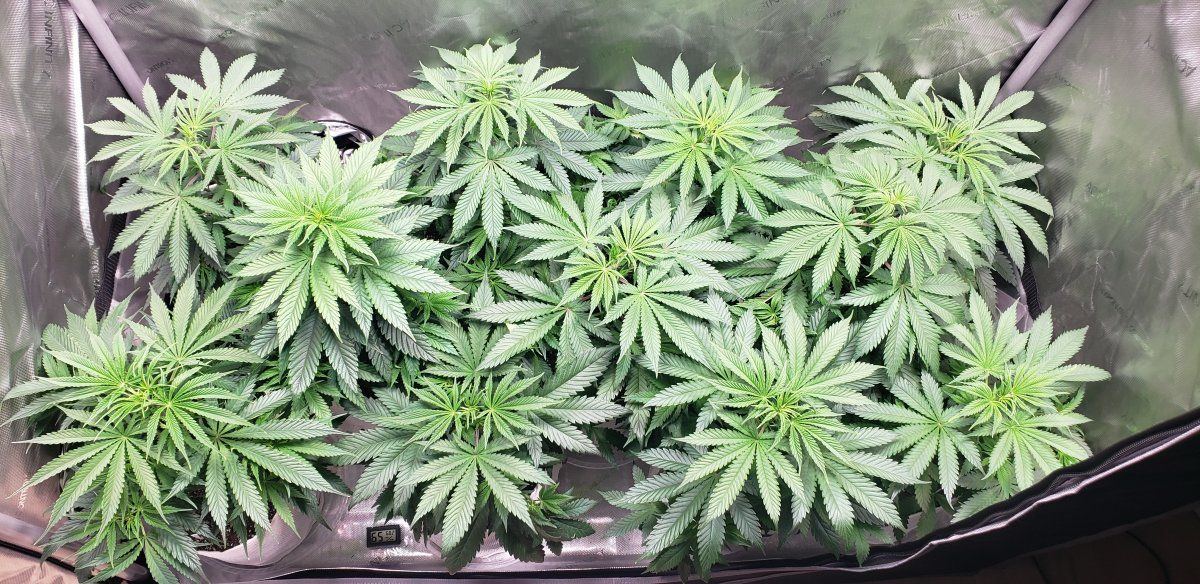 Chocolate hashberry cbd phenohunt looking for best female and male for f seeds 9