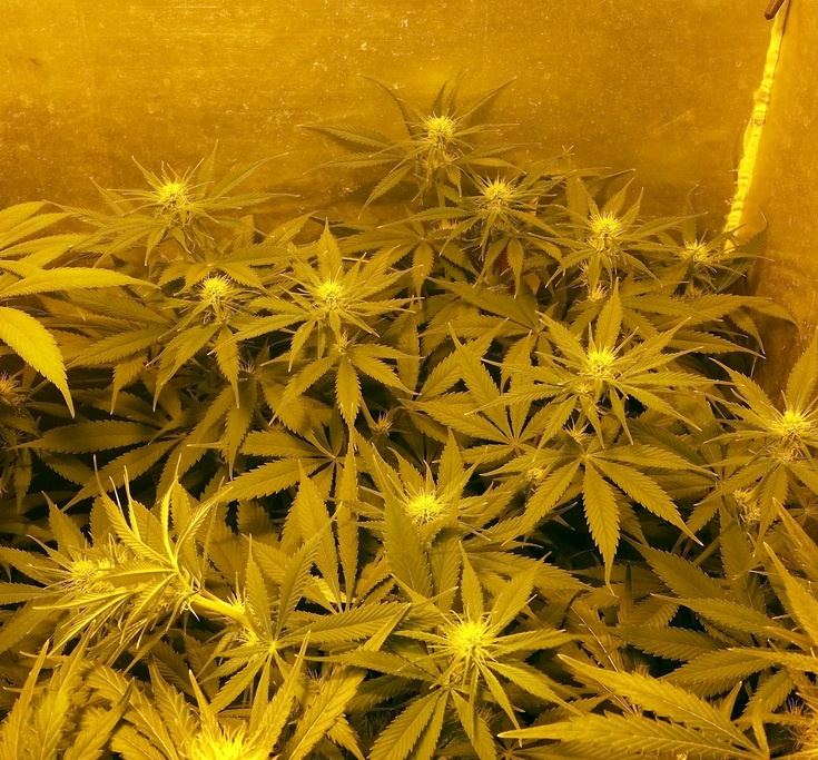 Chocolate Haze 17 days