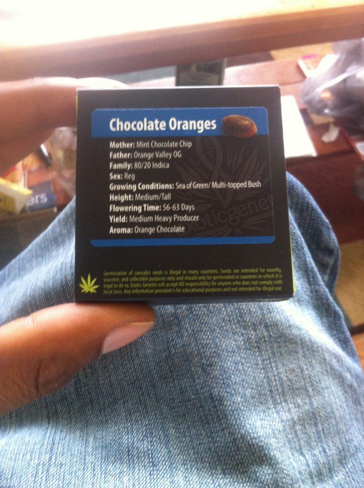 Chocolate oranges exotic genetix