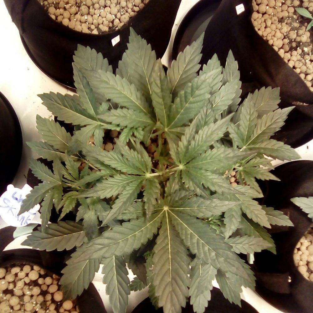 Chocolate skunk 13th march