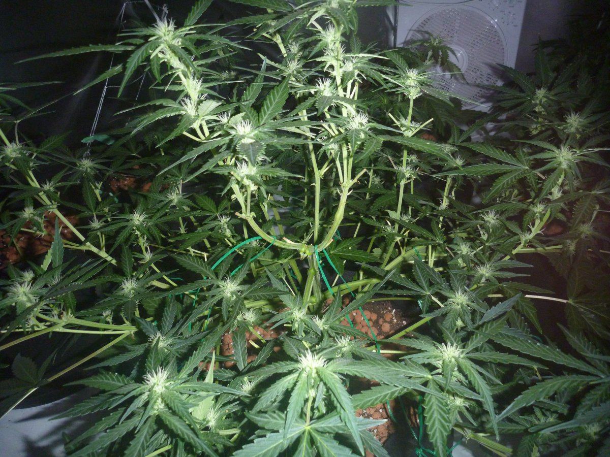 Chocolate skunk day 29
