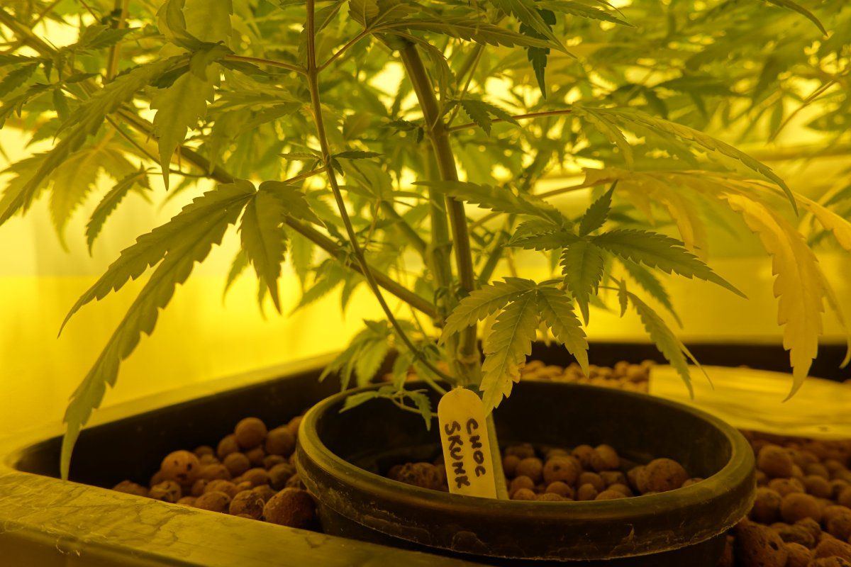 Chocolate Skunk F2a