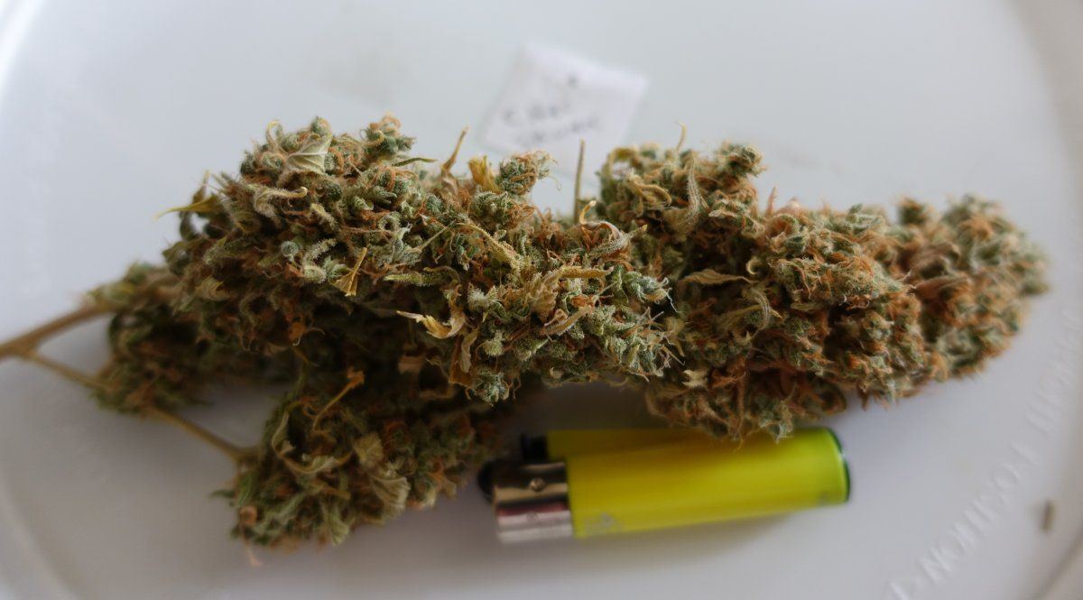 Chocolate Skunk pre cure 2