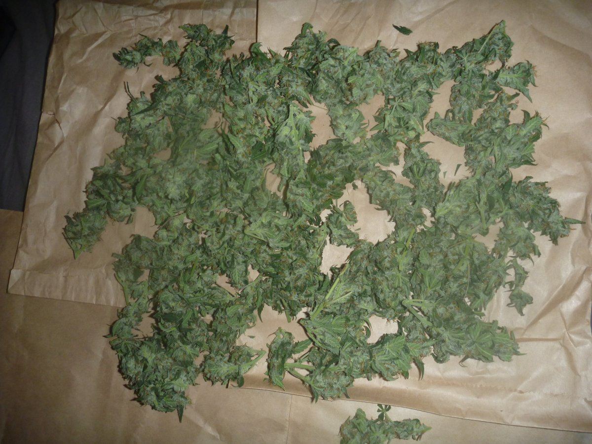 Chocolate skunk some drying in paper bag