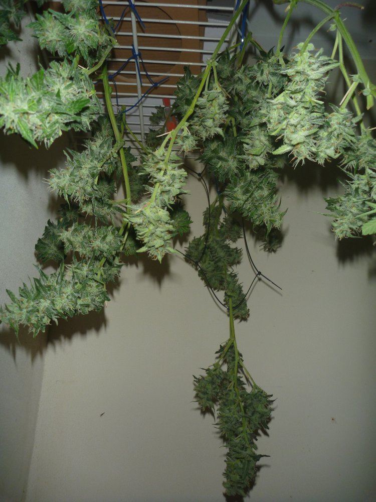Chocolate skunk some hanging drying