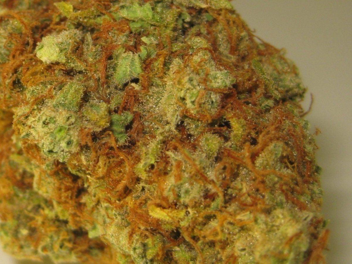 Chocolope 2