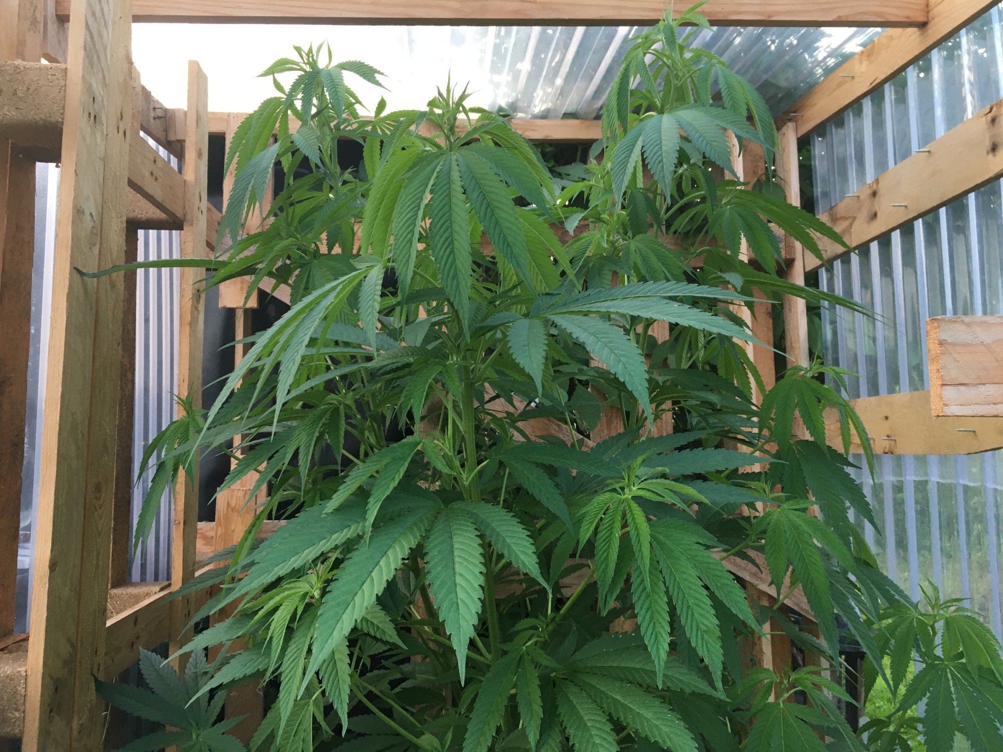 Chocolope growing too big for her home 2