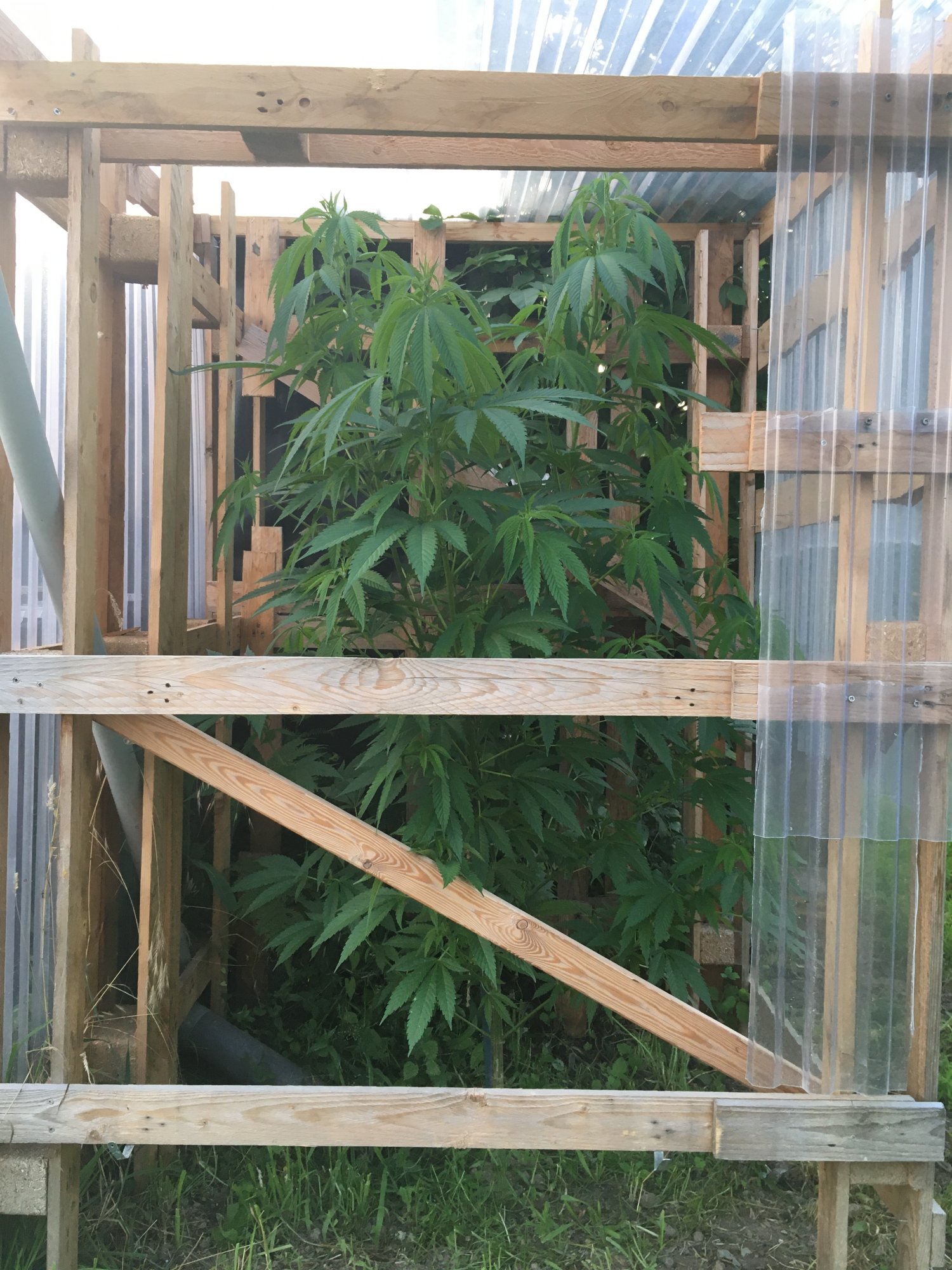 Chocolope growing too big for her home 3