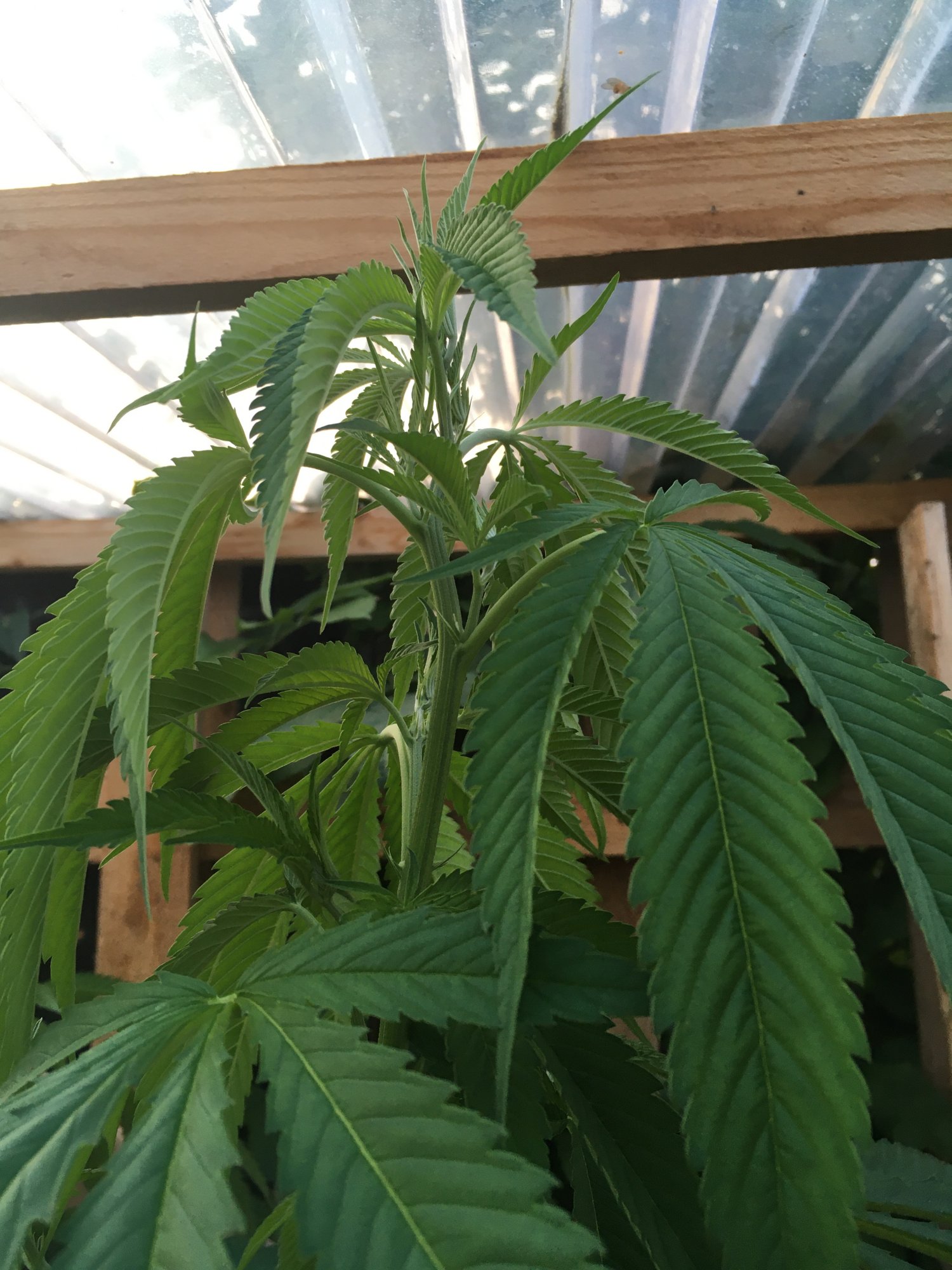Chocolope growing too big for her home