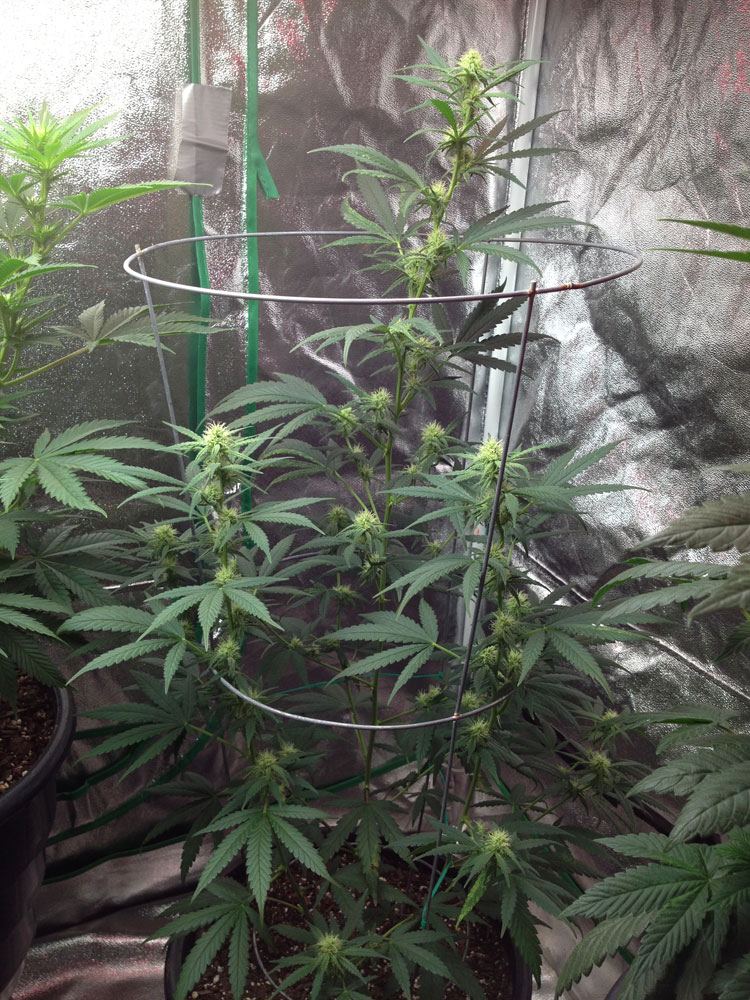 Chocolope