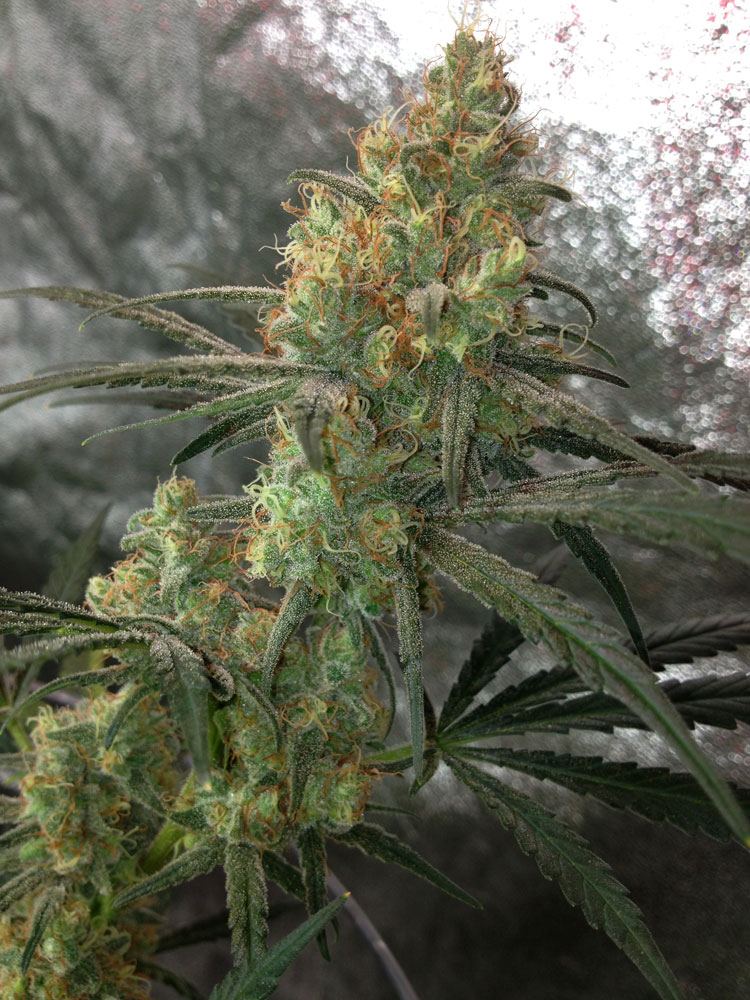 Chocolope