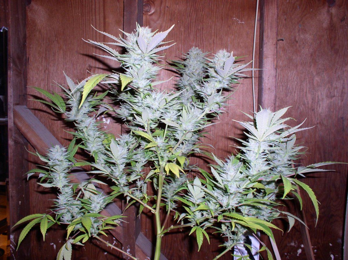Chocolope1