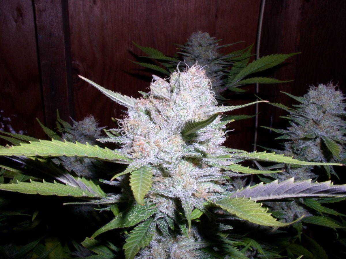 Chocolope3