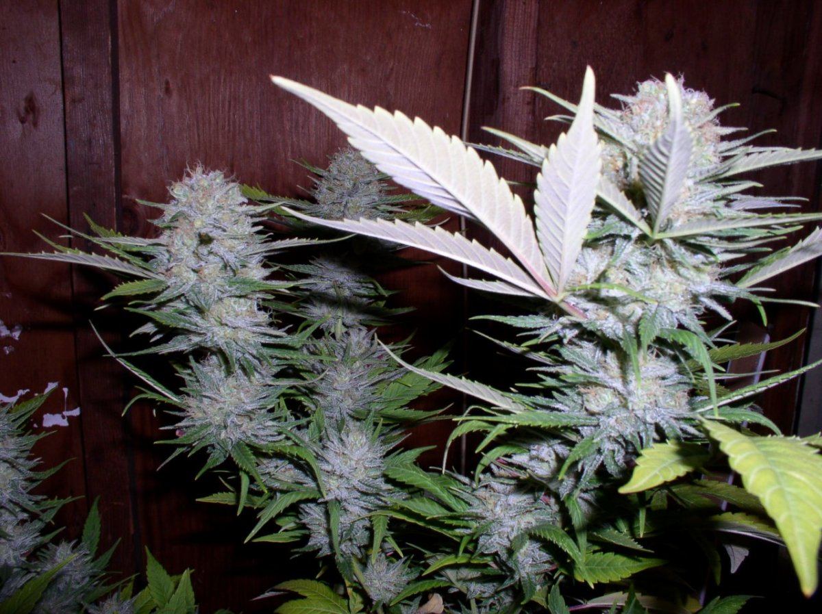 Chocolope6