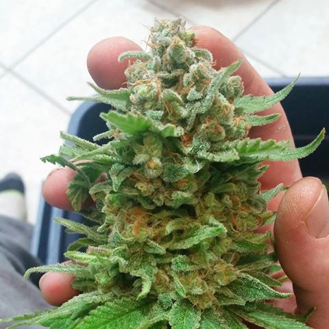 Chop 1
