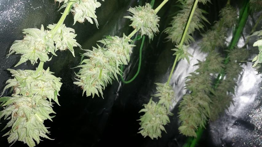 Chop 2