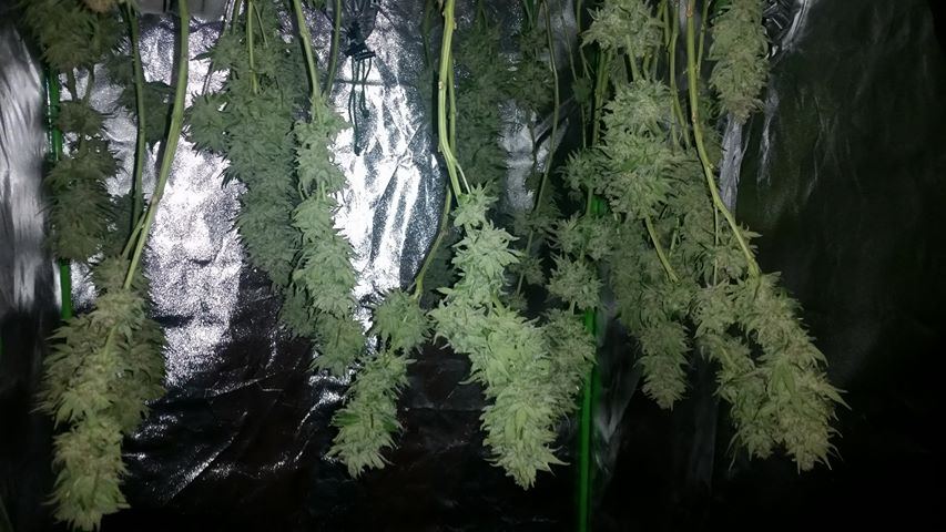 Chop 4