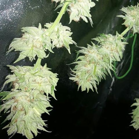 Chop 5