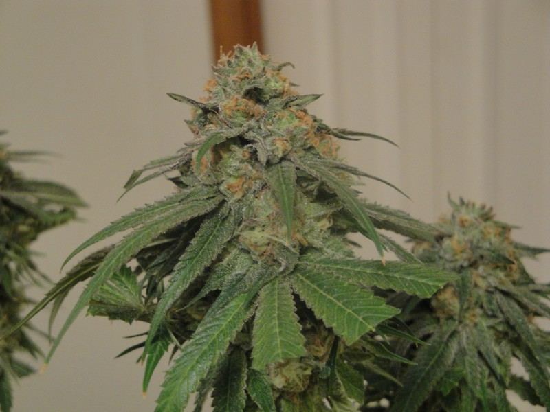 Chop june 10 171