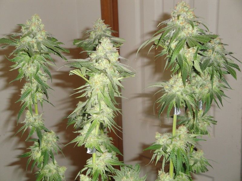 Chop june 10 177