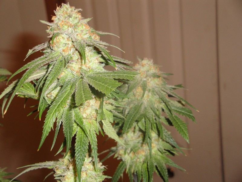 Chop june 10 178