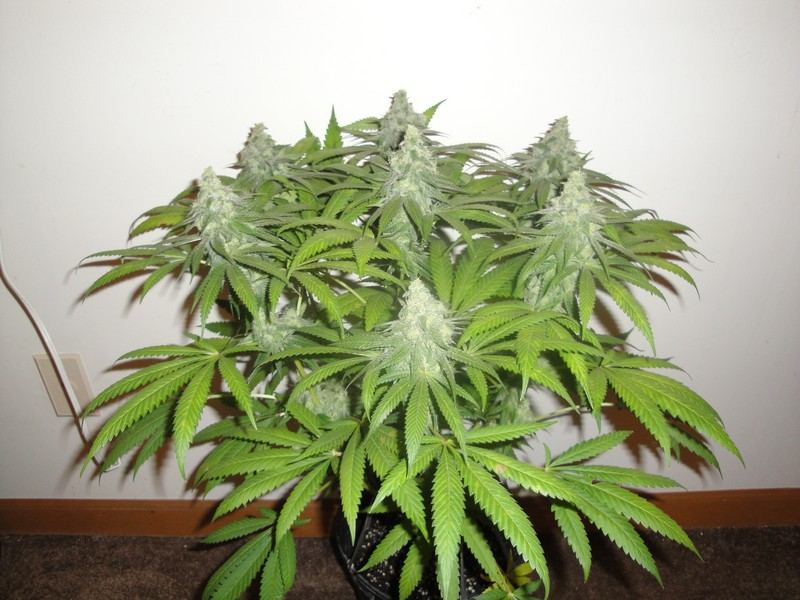 Chop june 10 217