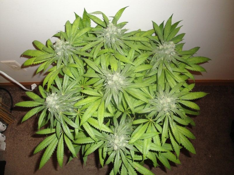 Chop june 10 218