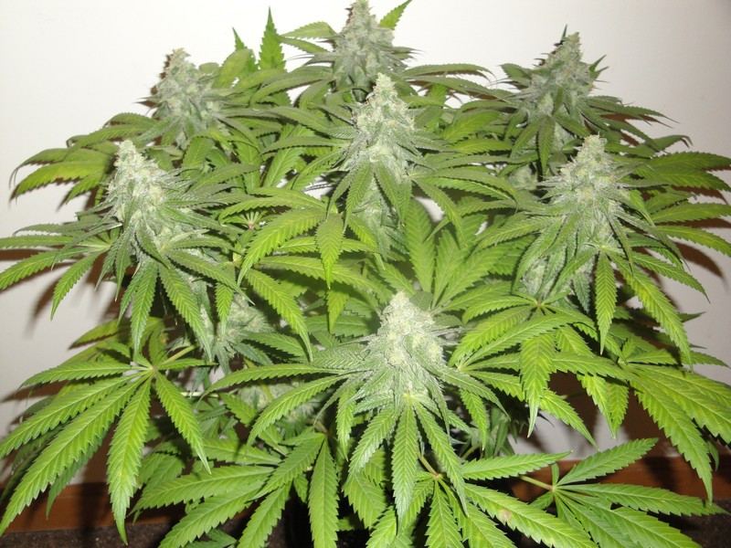 Chop june 10 220