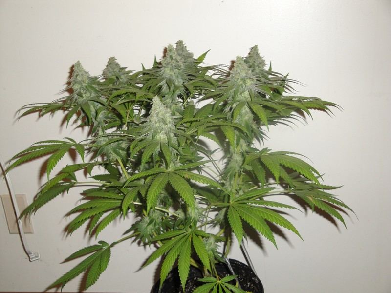 Chop june 10 221
