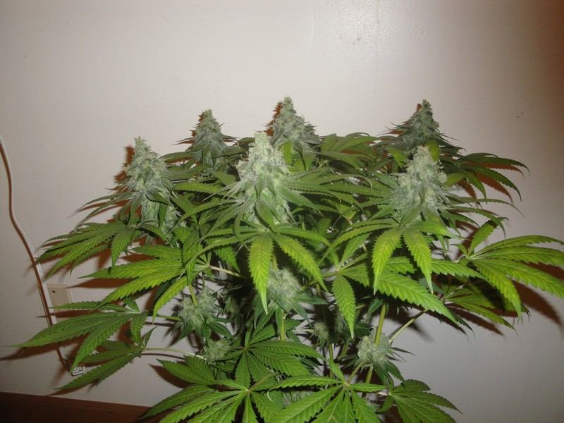 Chop june 10 223