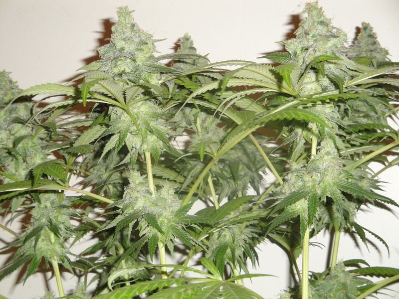 Chop june 10 226