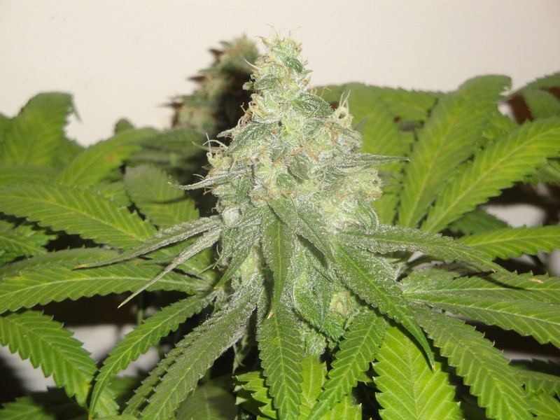 Chop june 10 229