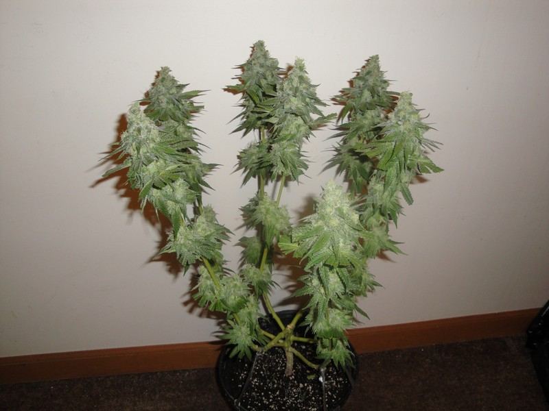 Chop june 10 232