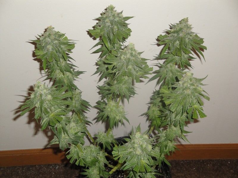 Chop june 10 235