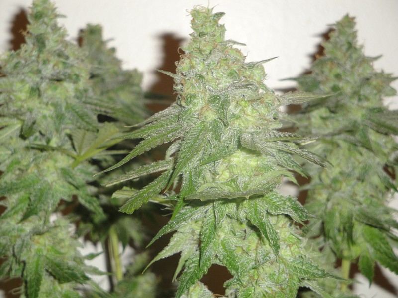 Chop june 10 239