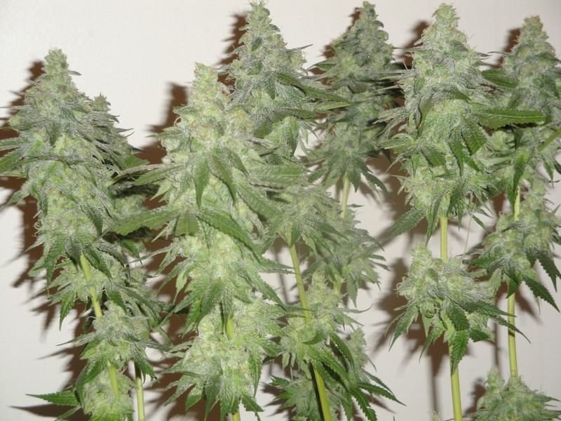 Chop june 10 240