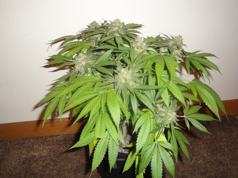 Chop june 10 314
