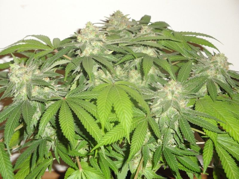 Chop june 10 315
