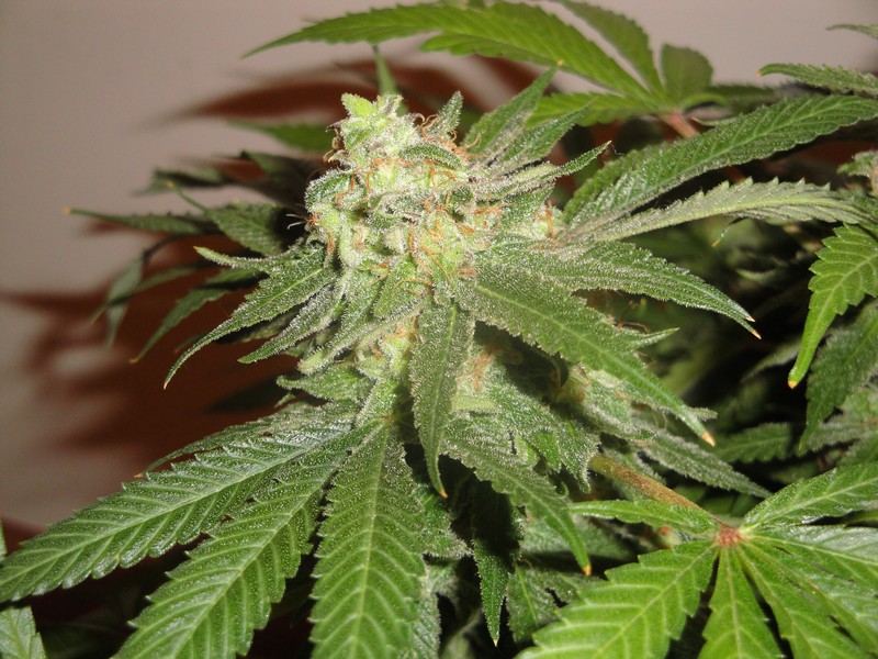 Chop june 10 316