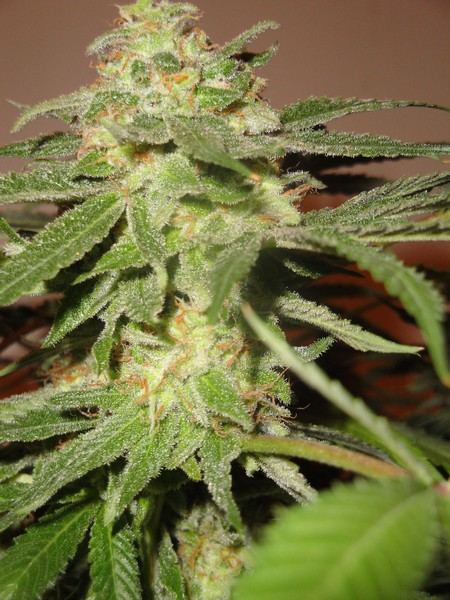 Chop june 10 323